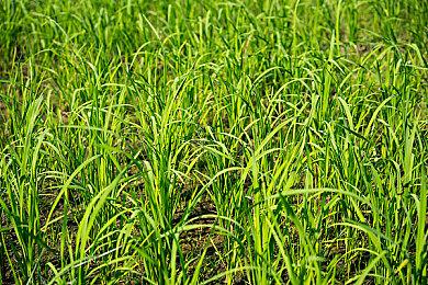 《Plushie from the Sky》登陆Steam 美少女魂系动作